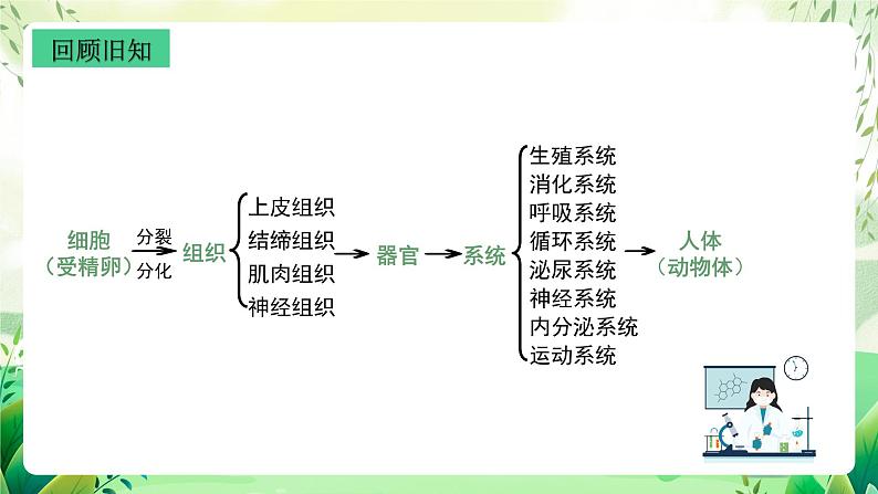 沪教版生物八下4.1.1《植物体的结构层次》课件第3页