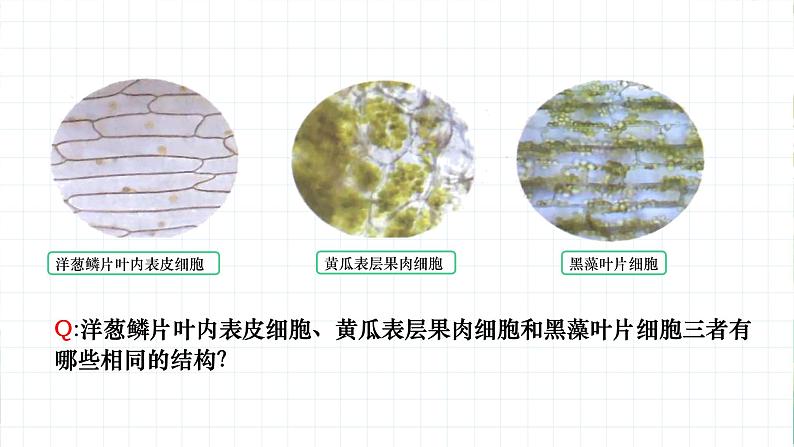 沪教版生物八下4.1.1《植物体的结构层次》课件第4页