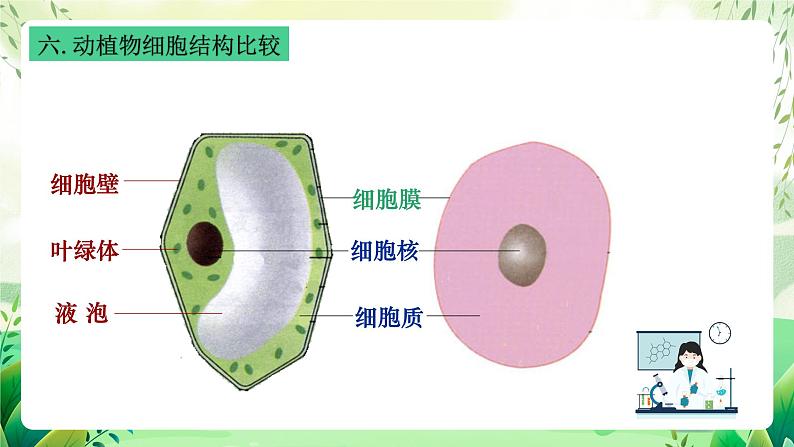 沪教版生物八下4.1.1《植物体的结构层次》课件第6页