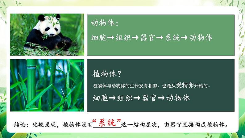 沪教版生物八下4.1.1《植物体的结构层次》课件第8页