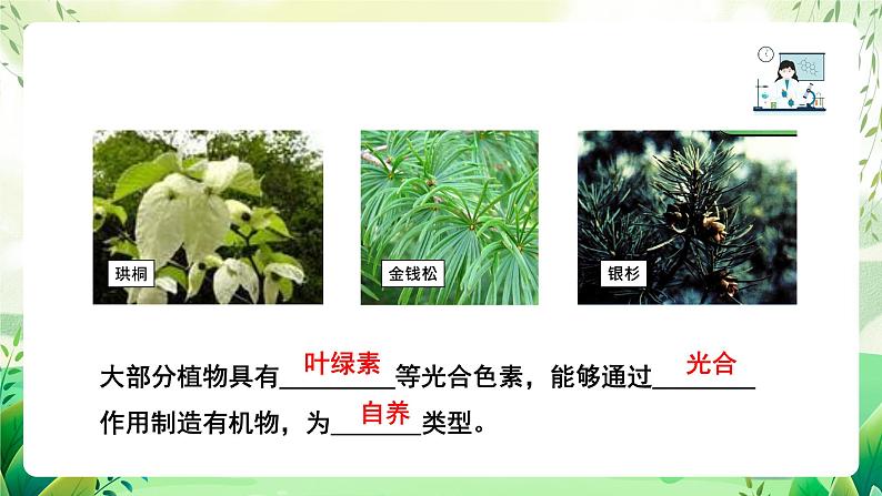 沪教版生物八下4.1.2《植物的基本类群》课件第2页