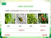 沪教版生物八下4.1.2《植物的基本类群》课件