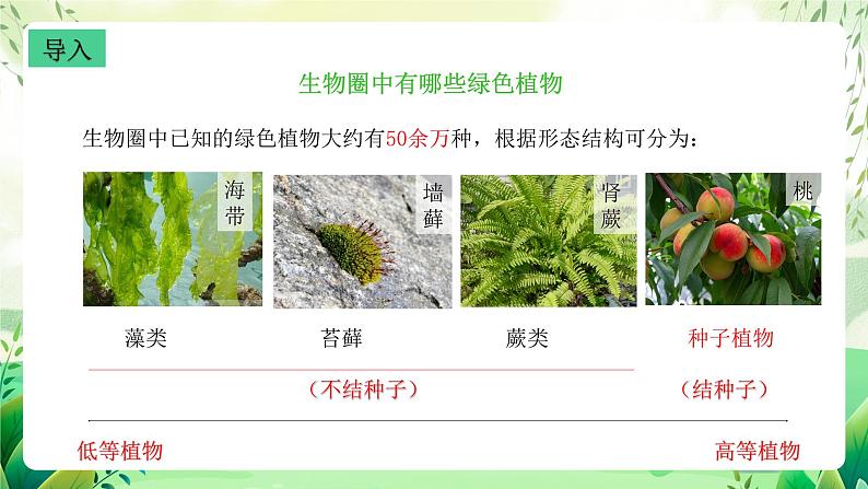 沪教版生物八下4.1.2《植物的基本类群》课件第3页