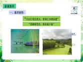 沪教版生物八下4.1.2《植物的基本类群》课件