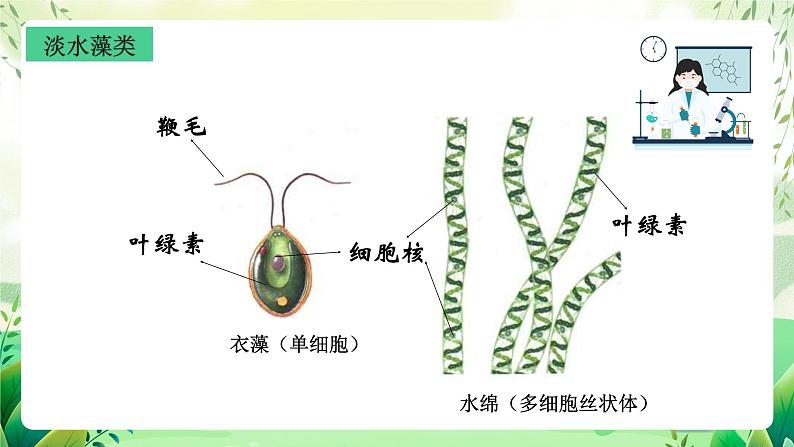 沪教版生物八下4.1.2《植物的基本类群》课件第6页