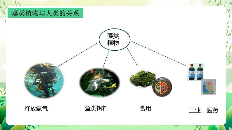 沪教版生物八下4.1.2《植物的基本类群》课件第8页