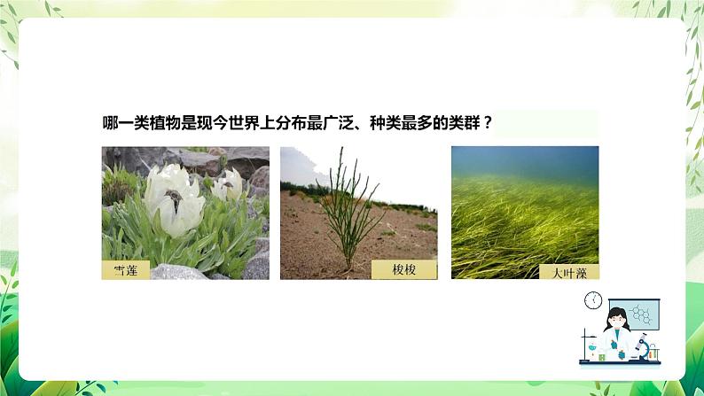 沪教版生物八下4.1.3《叶的结构与功能》课件第2页