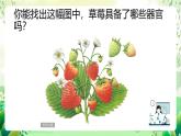 沪教版生物八下4.1.3《叶的结构与功能》课件