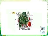 沪教版生物八下4.1.3《叶的结构与功能》课件