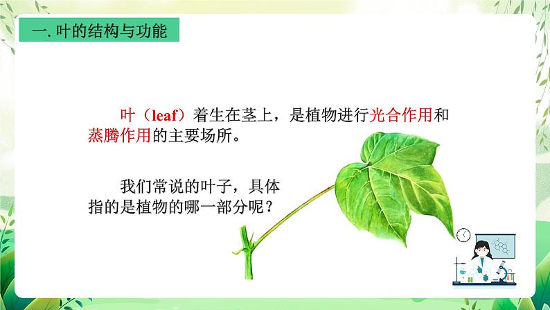 沪教版生物八下4.1.3《叶的结构与功能》课件第7页