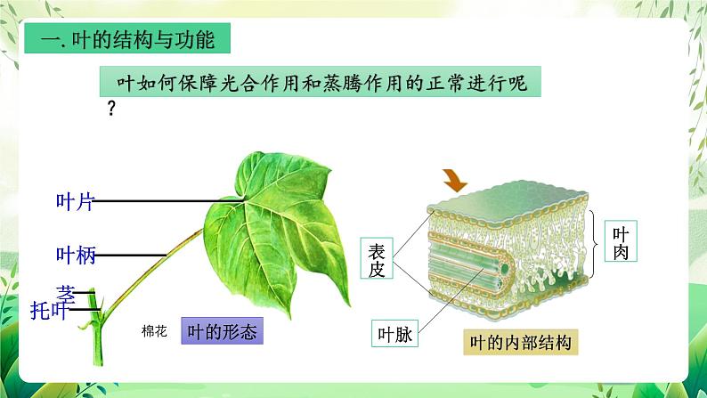 沪教版生物八下4.1.3《叶的结构与功能》课件第8页