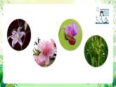 沪教版生物八下4.1.4《花的结构与植物的繁殖》课件