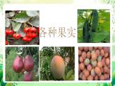 沪教版生物八下4.1.4《花的结构与植物的繁殖》课件