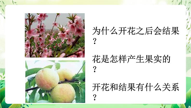 沪教版生物八下4.1.4《花的结构与植物的繁殖》课件第4页