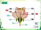 沪教版生物八下4.1.4《花的结构与植物的繁殖》课件