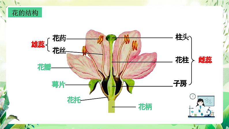 沪教版生物八下4.1.4《花的结构与植物的繁殖》课件第5页