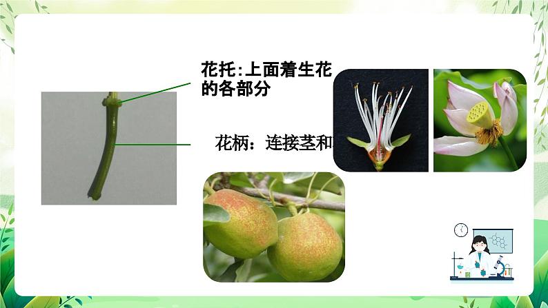 沪教版生物八下4.1.4《花的结构与植物的繁殖》课件第6页