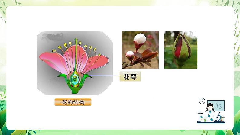 沪教版生物八下4.1.4《花的结构与植物的繁殖》课件第7页