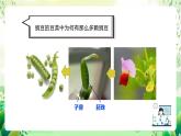 沪教版生物八下4.1.5《果实的结构与类型》课件