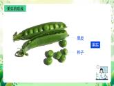 沪教版生物八下4.1.5《果实的结构与类型》课件