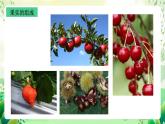 沪教版生物八下4.1.5《果实的结构与类型》课件
