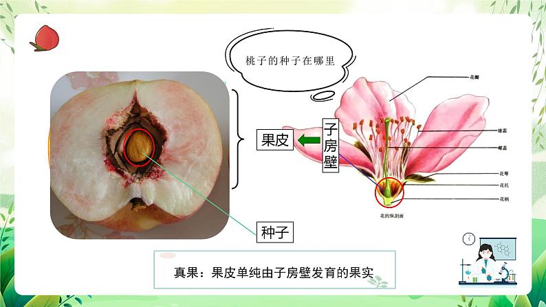 沪教版生物八下4.1.5《果实的结构与类型》课件第5页