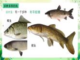 沪教版生物八下4.2.1《脊椎动物（一）鱼类》课件