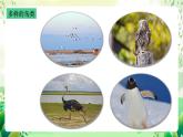 沪教版生物八下4.2.1《脊椎动物（三）鸟类》课件