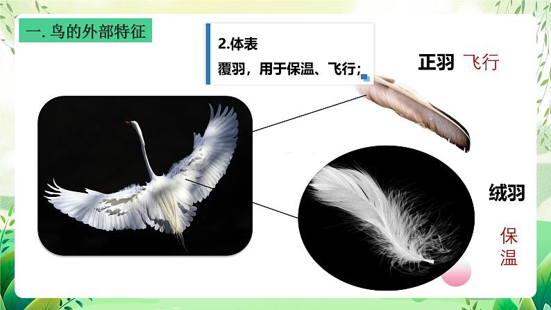 沪教版生物八下4.2.1《脊椎动物（三）鸟类》课件第5页