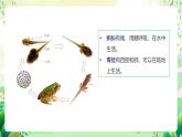 沪教版生物八下4.2.1《脊椎动物（二）两栖类和爬行类》课件