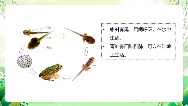 沪教版生物八下4.2.1《脊椎动物（二）两栖类和爬行类》课件第5页