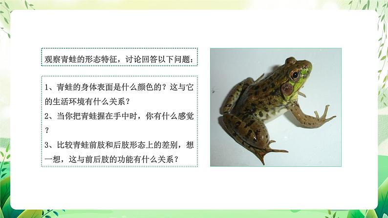 沪教版生物八下4.2.1《脊椎动物（二）两栖类和爬行类》课件第6页