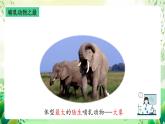 沪教版生物八下4.2.1《脊椎动物（四）哺乳类》课件