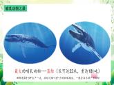 沪教版生物八下4.2.1《脊椎动物（四）哺乳类》课件