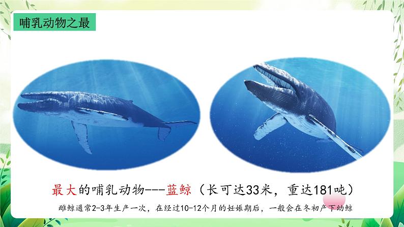 沪教版生物八下4.2.1《脊椎动物（四）哺乳类》课件第4页