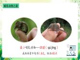 沪教版生物八下4.2.1《脊椎动物（四）哺乳类》课件