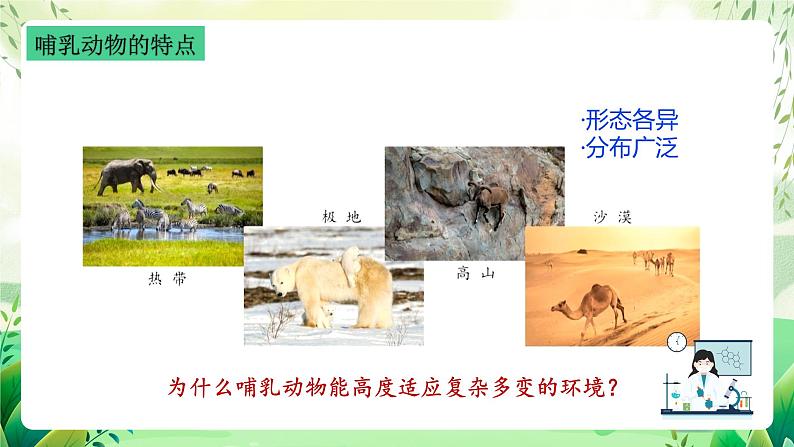 沪教版生物八下4.2.1《脊椎动物（四）哺乳类》课件第7页