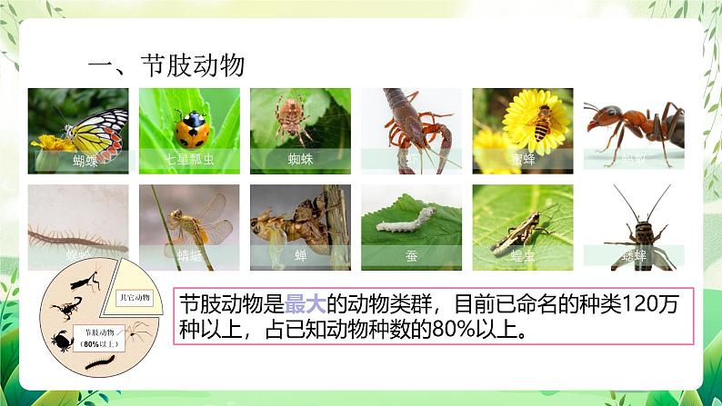 沪教版生物八下4.2.2《无脊椎动物 （四）节肢动物、棘皮动物》课件第2页