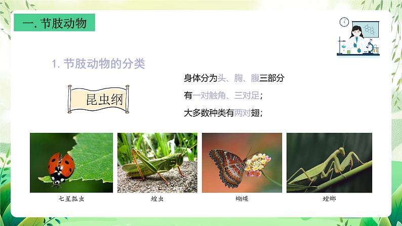 沪教版生物八下4.2.2《无脊椎动物 （四）节肢动物、棘皮动物》课件第3页