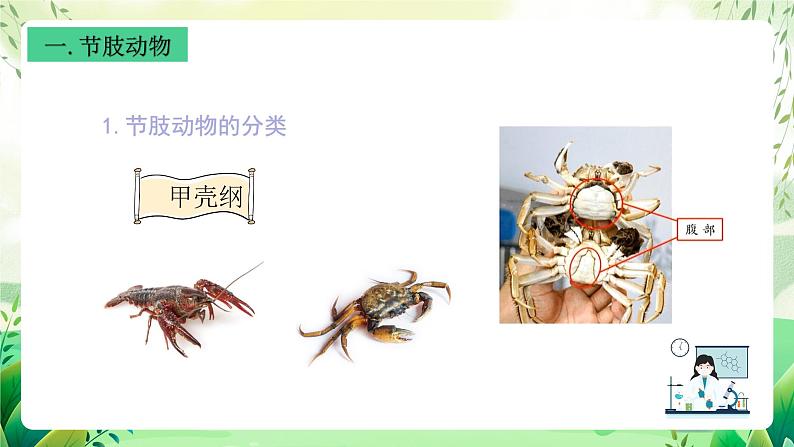 沪教版生物八下4.2.2《无脊椎动物 （四）节肢动物、棘皮动物》课件第4页