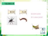 沪教版生物八下4.2.2《无脊椎动物 （四）节肢动物、棘皮动物》课件