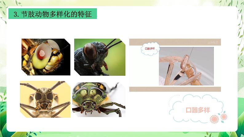 沪教版生物八下4.2.2《无脊椎动物 （四）节肢动物、棘皮动物》课件第8页