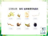 沪教版生物八下4.2.2《无脊椎动物+（一）原生、腔肠动物》课件