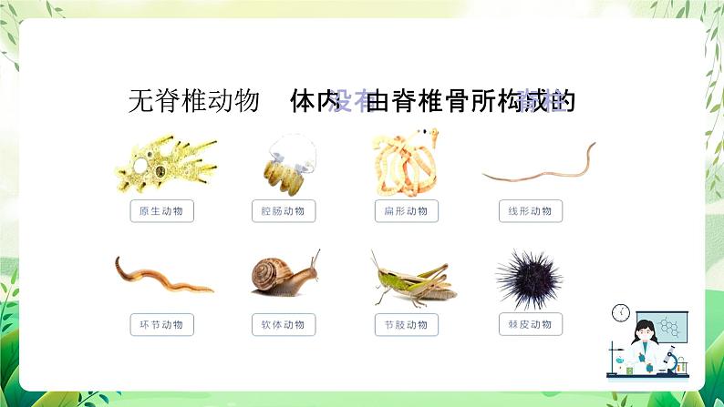 沪教版生物八下4.2.2《无脊椎动物+（一）原生、腔肠动物》课件第2页