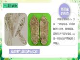 沪教版生物八下4.2.2《无脊椎动物+（一）原生、腔肠动物》课件