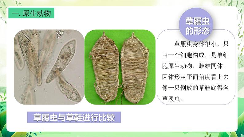 沪教版生物八下4.2.2《无脊椎动物+（一）原生、腔肠动物》课件第4页