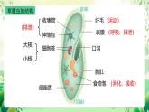 沪教版生物八下4.2.2《无脊椎动物+（一）原生、腔肠动物》课件