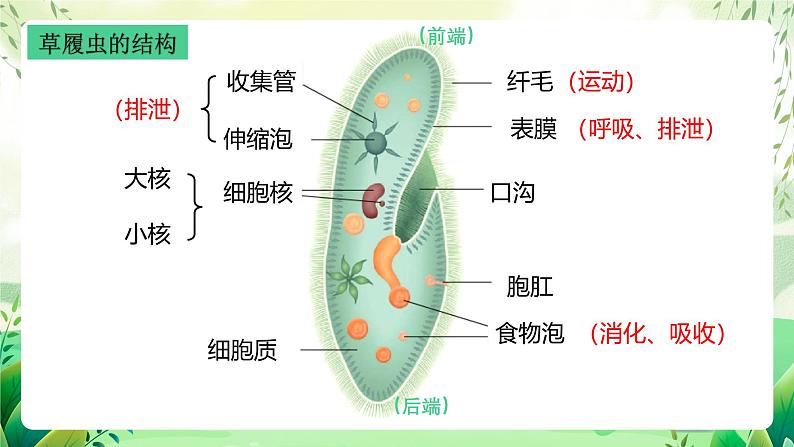 沪教版生物八下4.2.2《无脊椎动物+（一）原生、腔肠动物》课件第5页