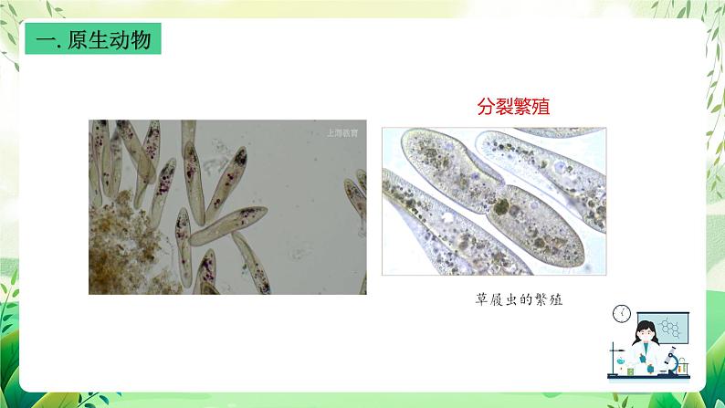 沪教版生物八下4.2.2《无脊椎动物+（一）原生、腔肠动物》课件第6页