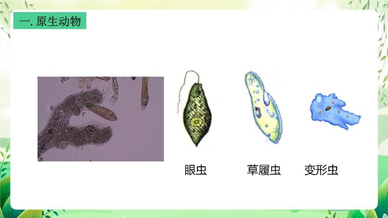 沪教版生物八下4.2.2《无脊椎动物+（一）原生、腔肠动物》课件第7页